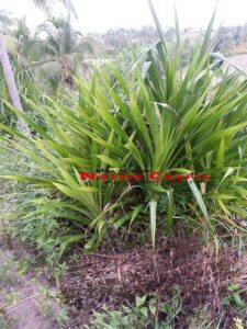 Lauhala Pandanus plants raw materials