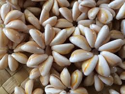 Cowry Shells